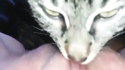 Cat lickking my kitty