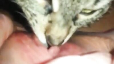 Cat lickking my kitty