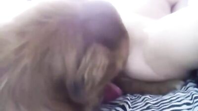 Dog play with my pussy