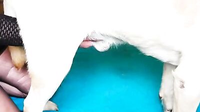 Jerking and blowing a lucky dog