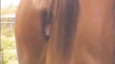 Horse pussy