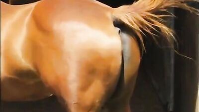 Horse pussy