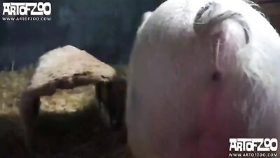 The brave little pig Bestiality sex