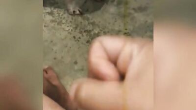 Jerking with dog