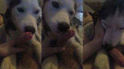 Husky lick a dick