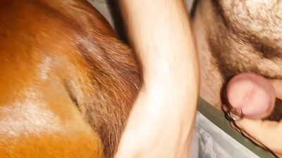 Man fucks the mare