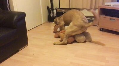 Dog is horny