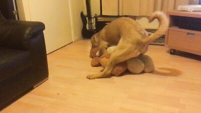 Dog is horny