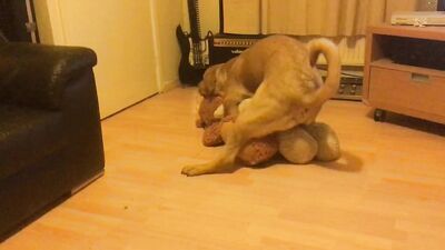 Dog is horny