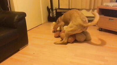 Dog is horny