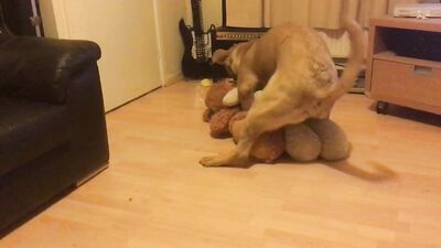 Dog is horny