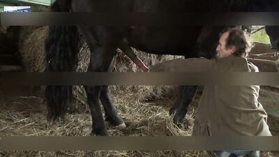 Team Russia Teen try horse sex