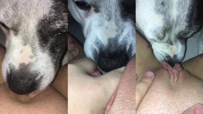 Dog lick my wet pussy