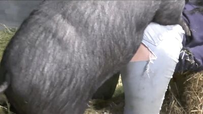Vixen fuck any animal