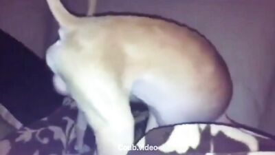 The dog sucks himself