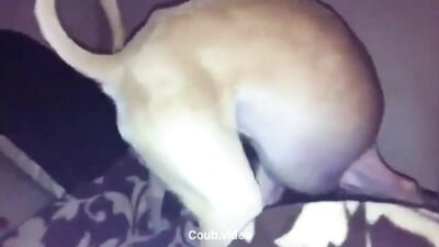 The dog sucks himself