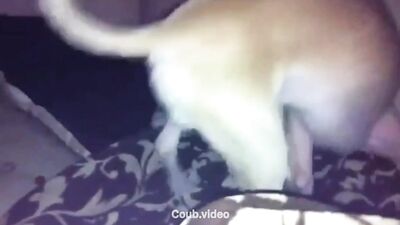 The dog sucks himself