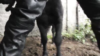 Sex in the stable