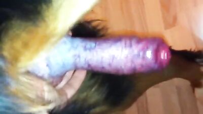 Dog ready for a blowjob