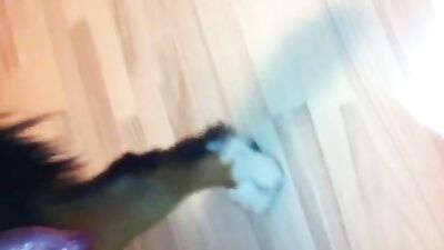 Dog ready for a blowjob