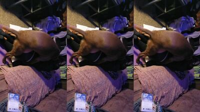 Wifes Wet Pup Plays with Her Sperm-Coated Face