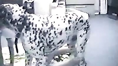 Naughty dalmatian