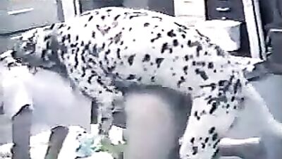 Naughty dalmatian