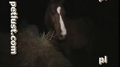 Petlust sex with horse