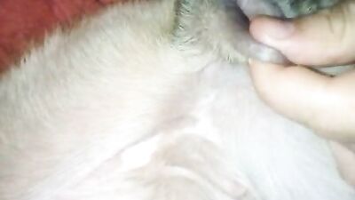 Licking a dog pussy
