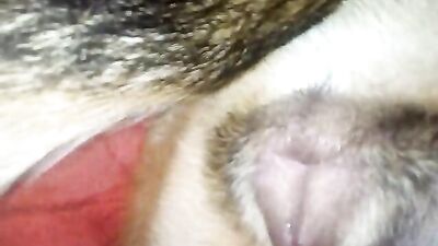 Licking a dog pussy