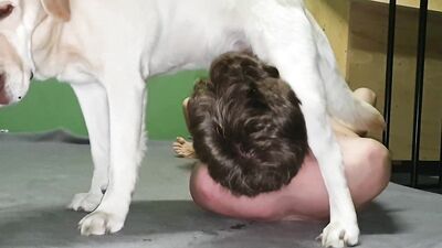 Man blowjob dog cock