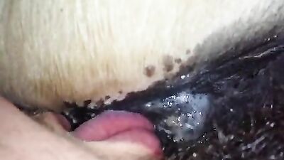 Licking mares pussy