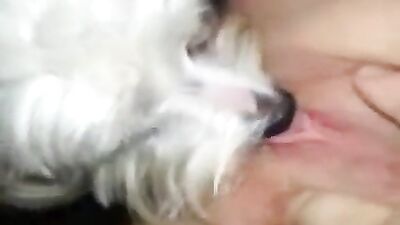 Lick dog
