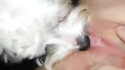 Lick dog