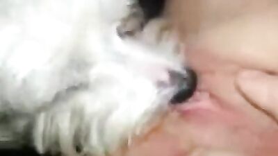 Lick dog