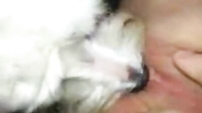 Lick dog
