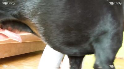 Fun for my dog II