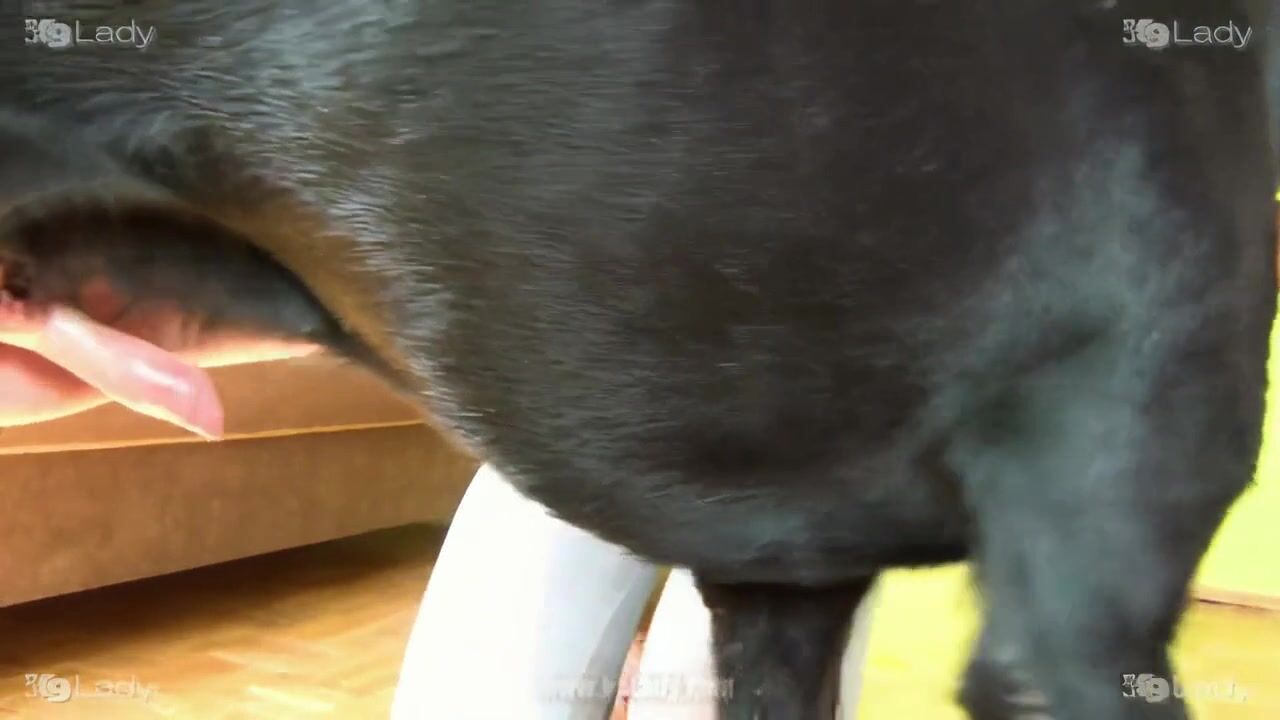 Fun for my dog II
