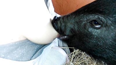 Feeding the pig