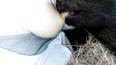 Feeding the pig