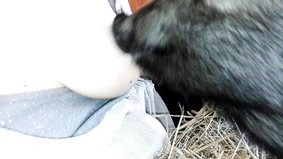 Feeding the pig