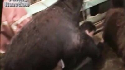 Farm sex slow motion
