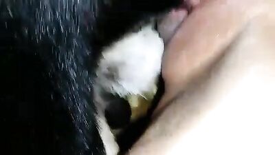 Dog cum over pussy