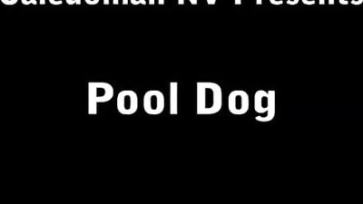 Caledonian Pool Dog