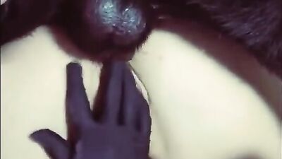 Cachorra