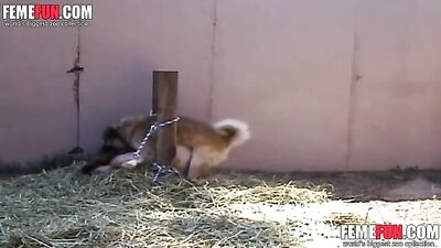 Bestiality Bdsm