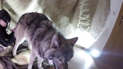 wolf