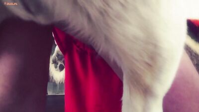 Woman red dress and two dog