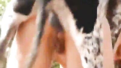 Dog anal sex