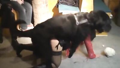 Dog Sex Amateur Party